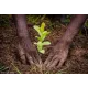 1 arbre planté avec Reforest'Action